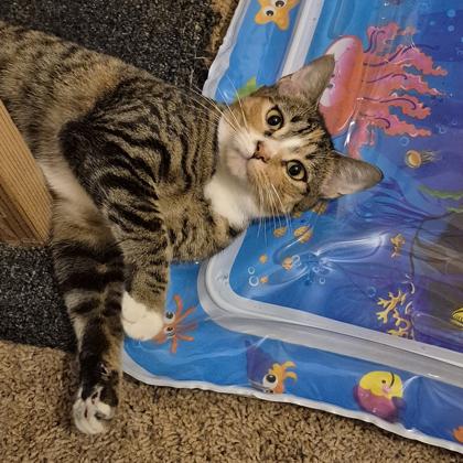 Ribbon, Adoptable, Adult Female Domestic Short Hair.