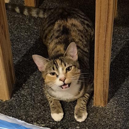 Enlarge Ribbon, a Adoptable mixed breed in Atlanta, GA image 3/3