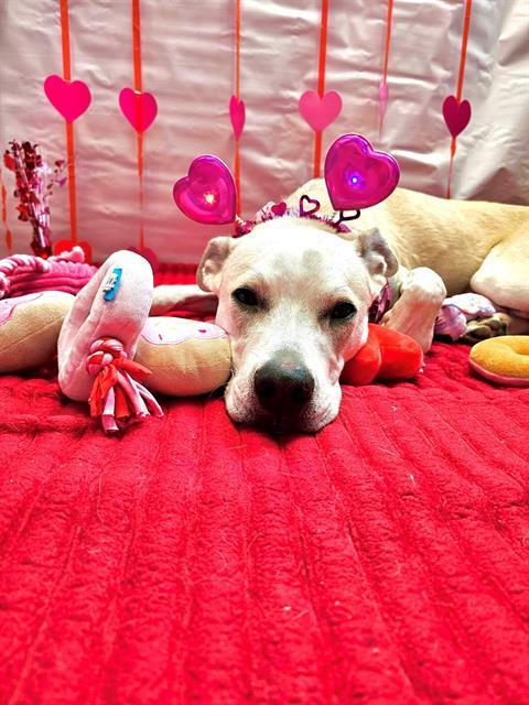 CLARK, Adoptable, Young Male Pit Bull Terrier & Mixed Breed.