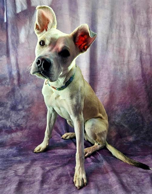 CLARK, Adoptable, Young Male Pit Bull Terrier & Mixed Breed.