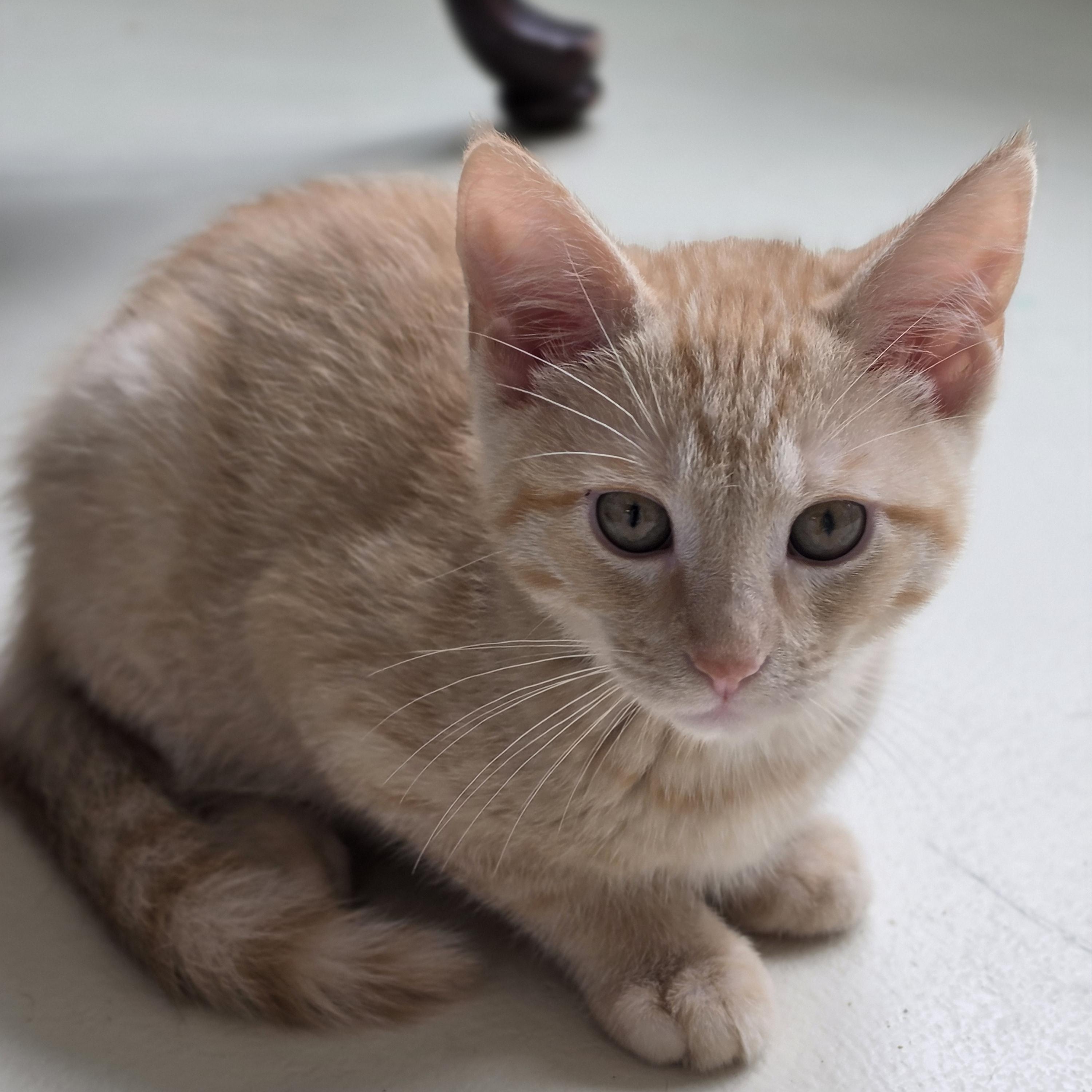 Wayne, ADOPTABLE, Kitten Male Domestic Short Hair.