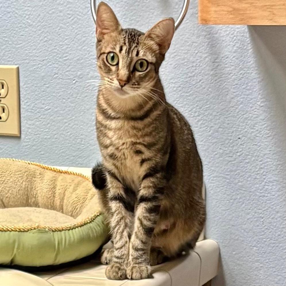 Maple, Adoptable, Young Female Domestic Short Hair.