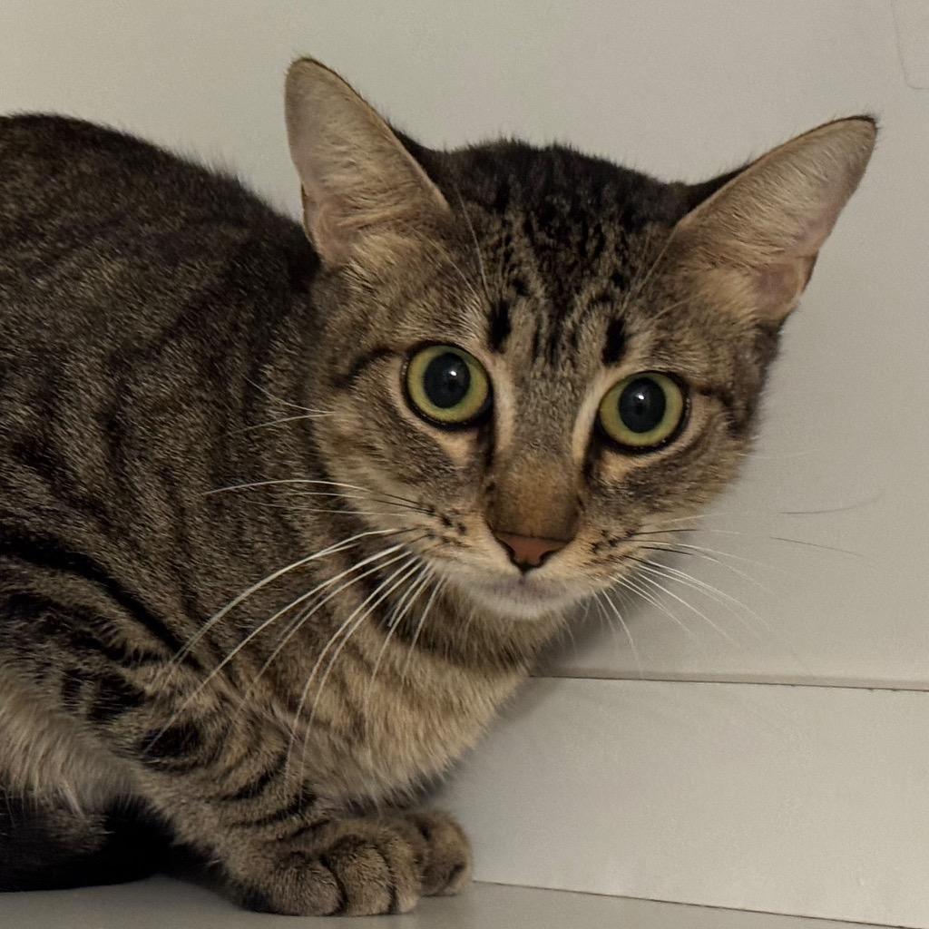 Enlarge Maple, a Adoptable mixed breed in Cambria, CA image 2/4