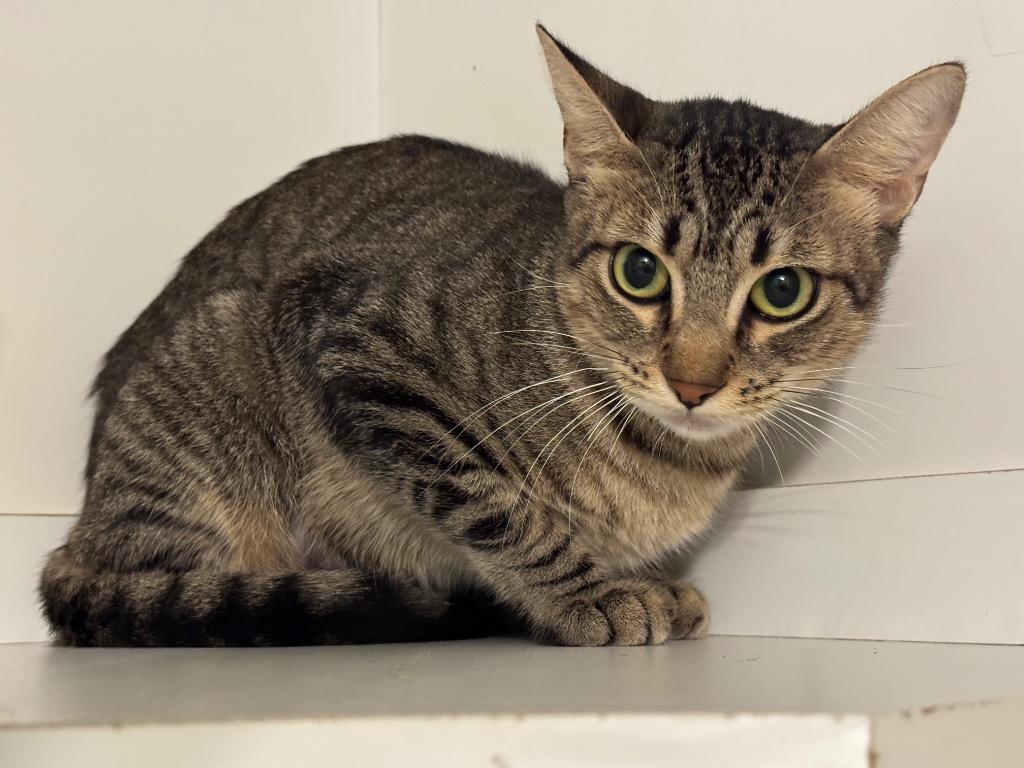 Enlarge Maple, a Adoptable mixed breed in Cambria, CA image 3/4