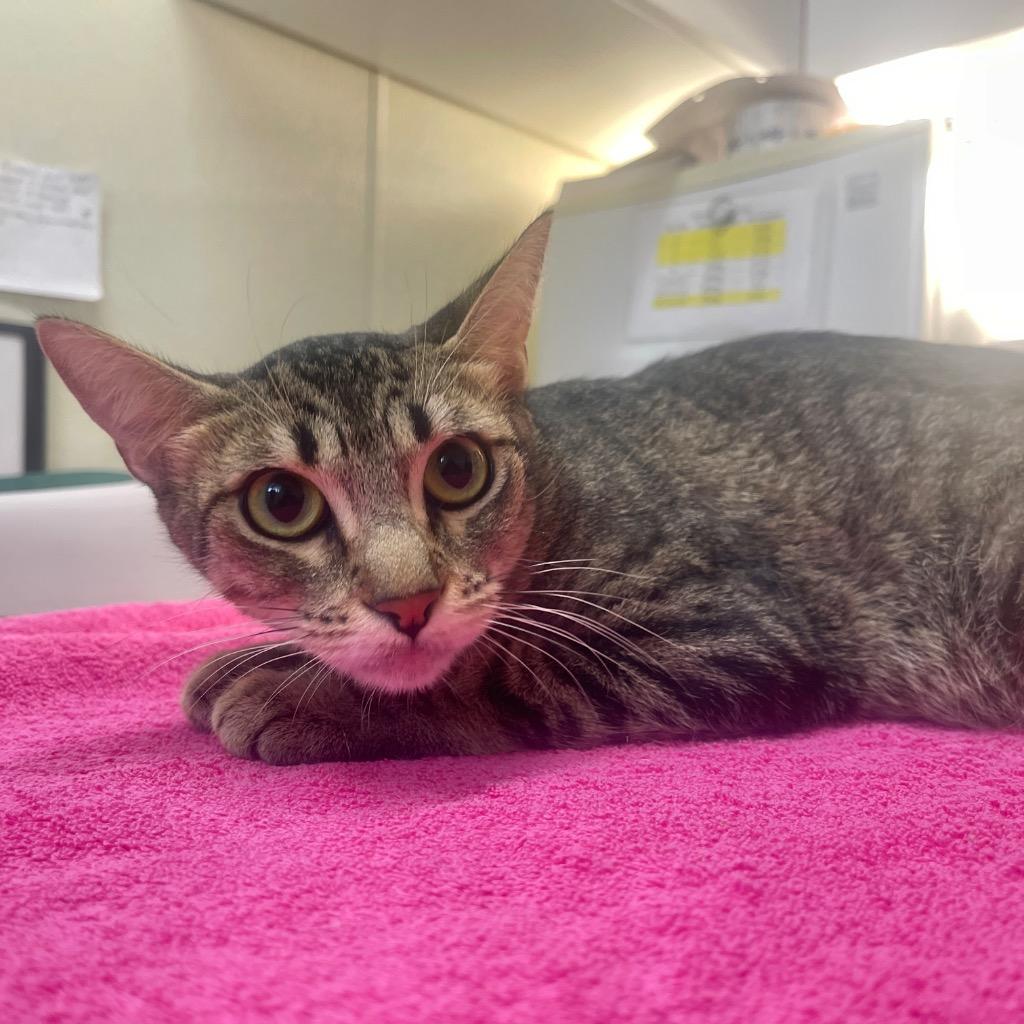 Enlarge Maple, a Adoptable mixed breed in Cambria, CA image 4/4