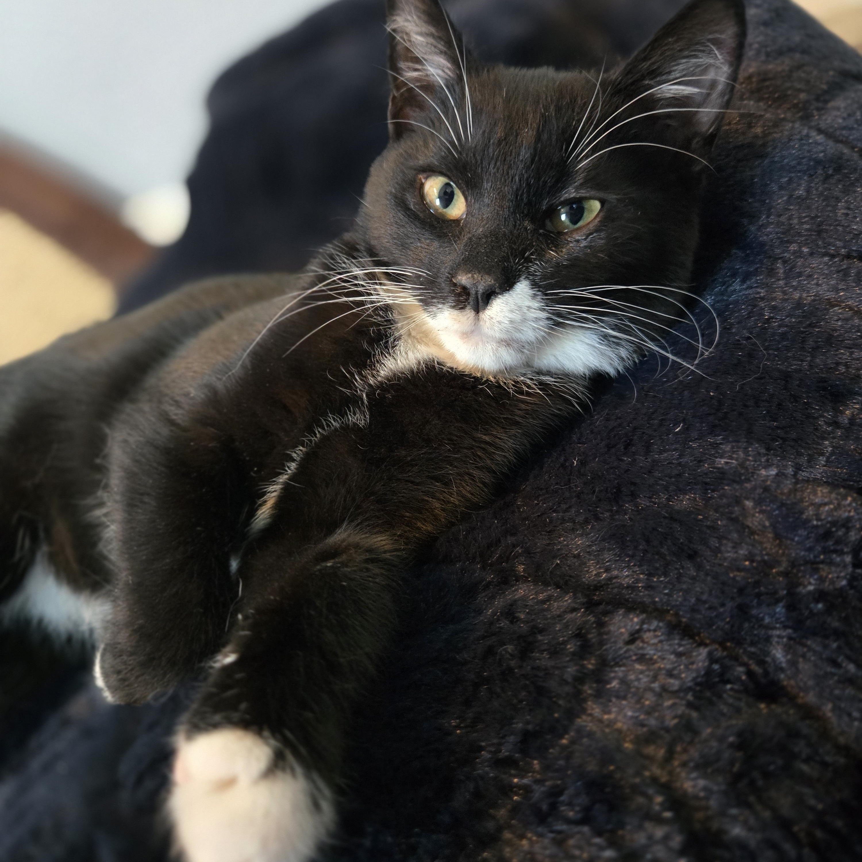 Enlarge Poblano, a Adoptable mixed breed in Hyattsville, MD image 6/6