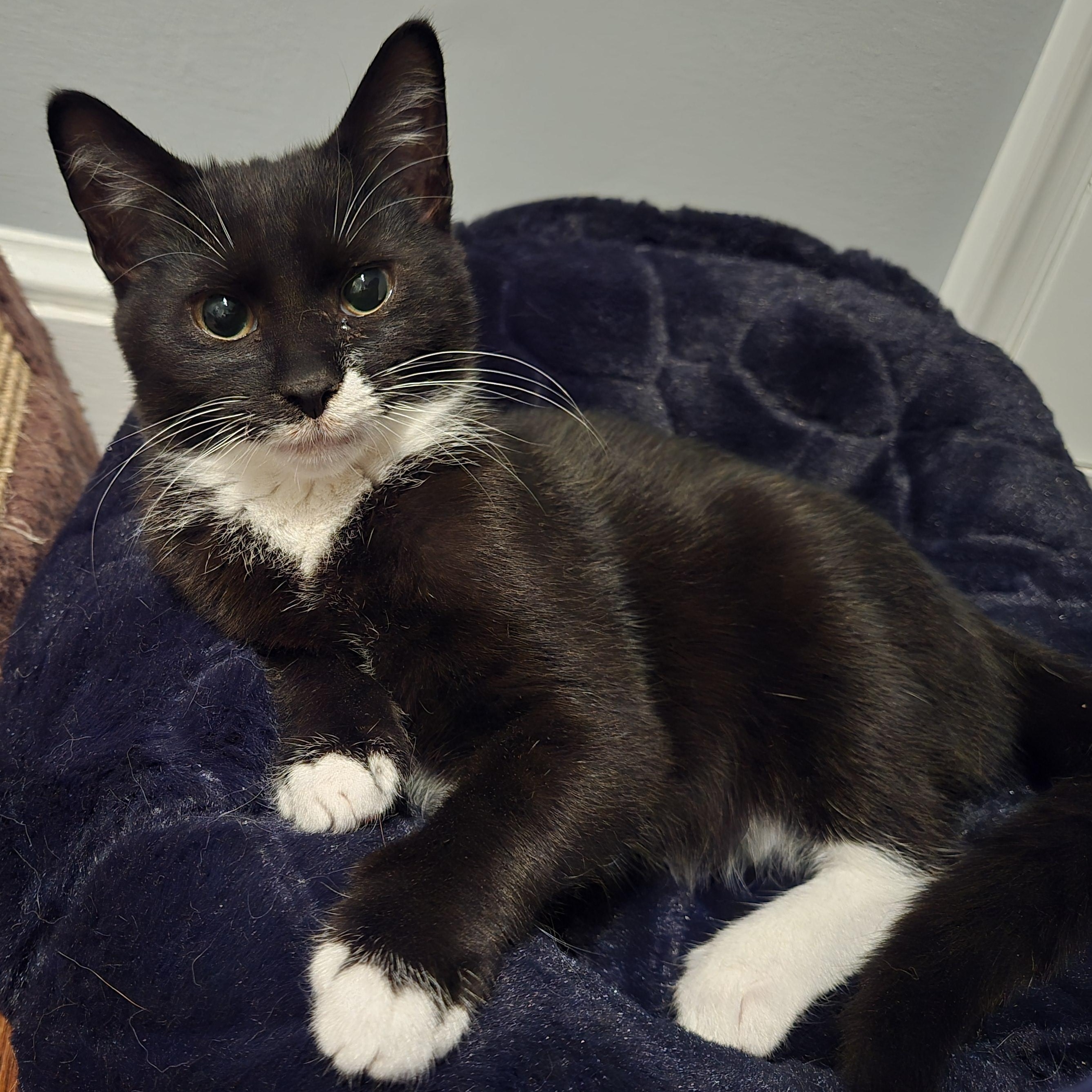 Enlarge Poblano, a Adoptable mixed breed in Hyattsville, MD image 1/6