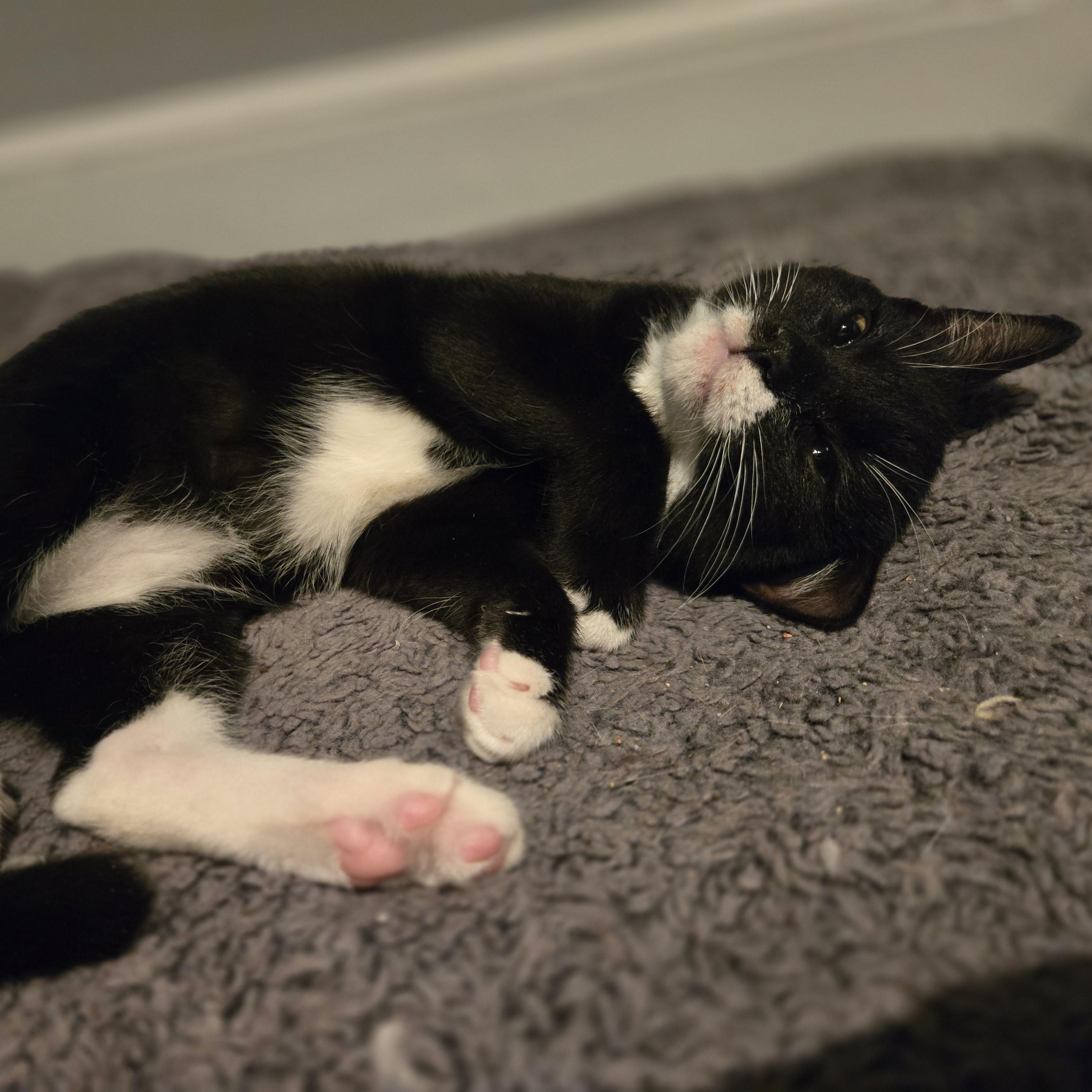 Enlarge Poblano, a Adoptable mixed breed in Hyattsville, MD image 5/6