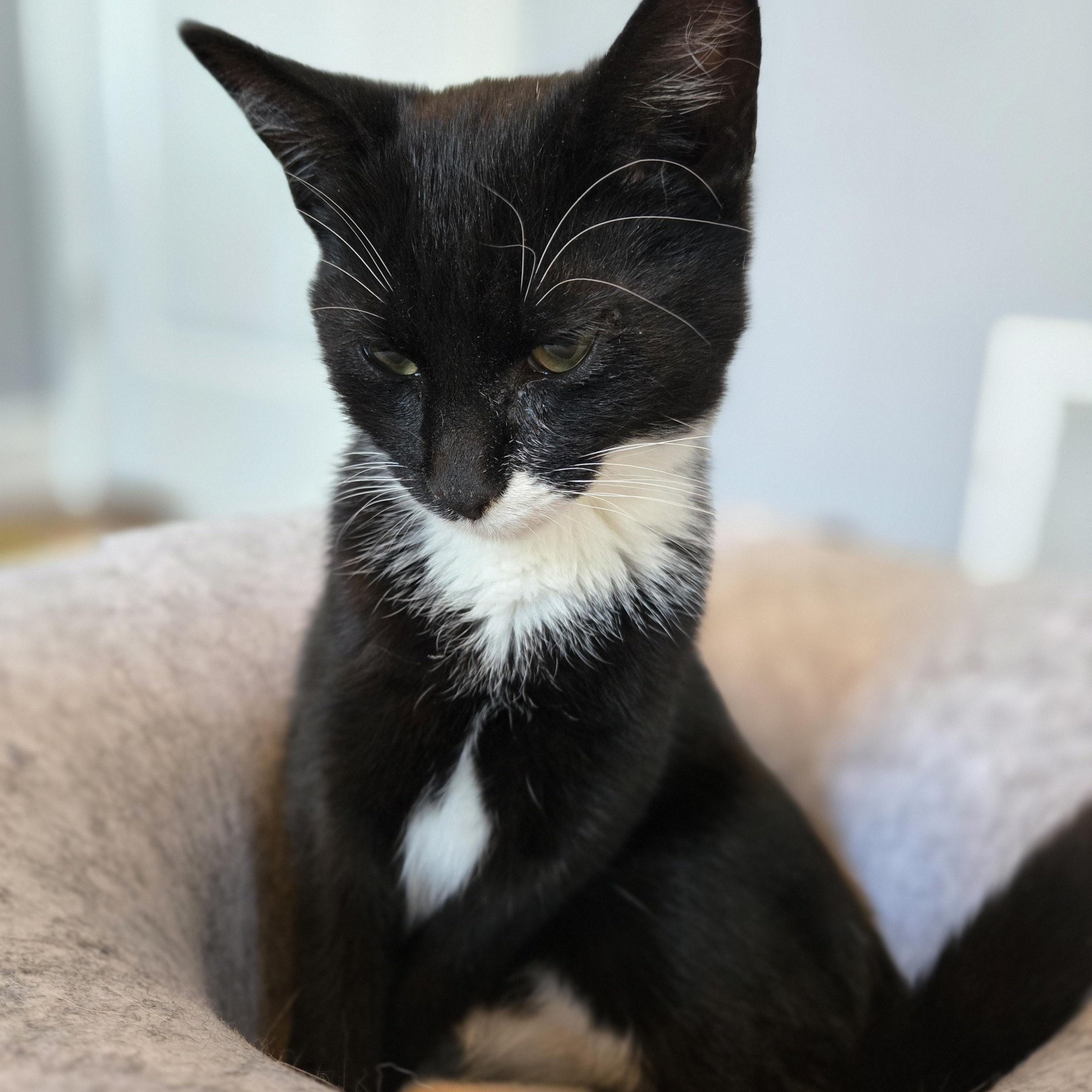 Enlarge Poblano, a Adoptable mixed breed in Hyattsville, MD image 4/6