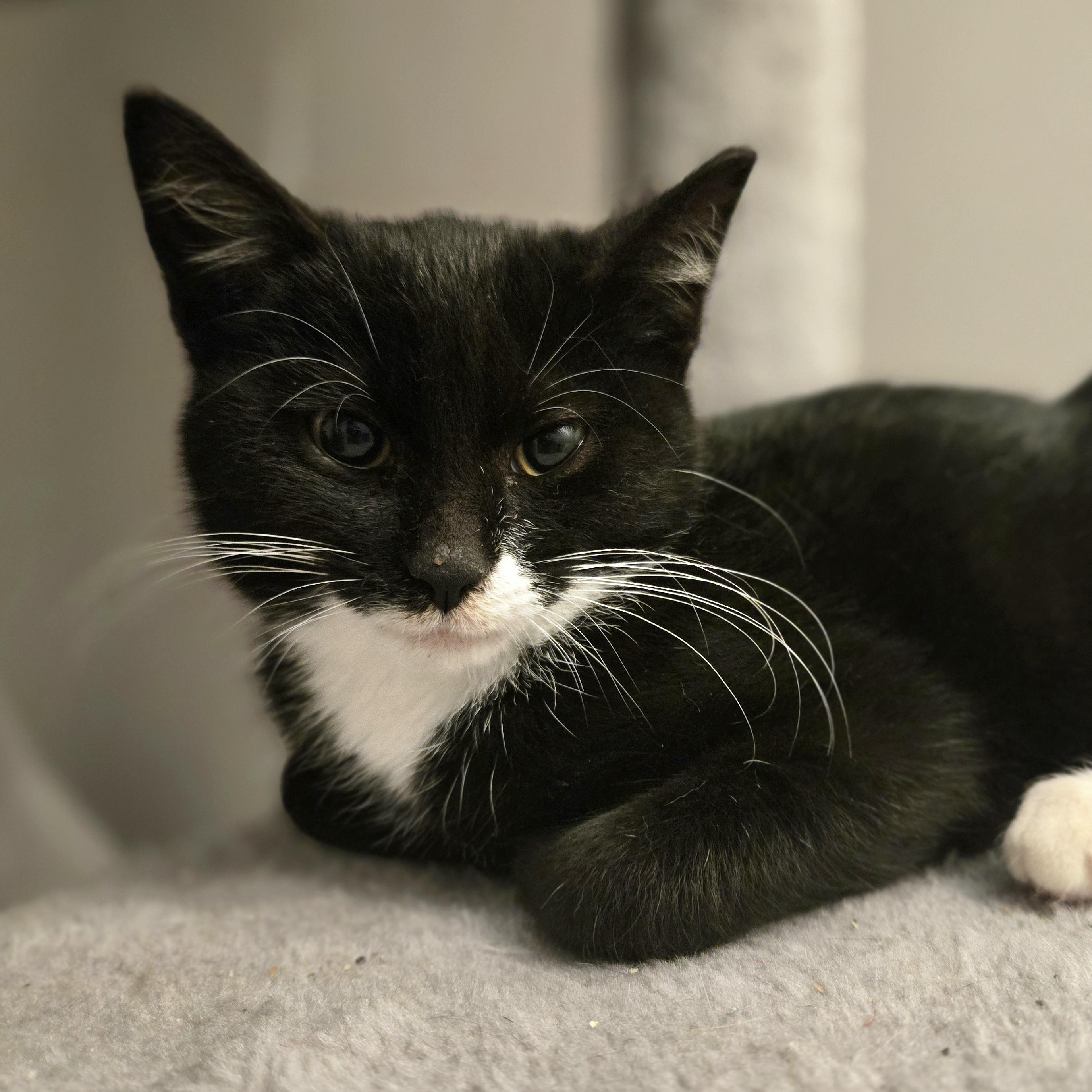 Poblano, a Adoptable mixed breed in Hyattsville, MD image 3/6