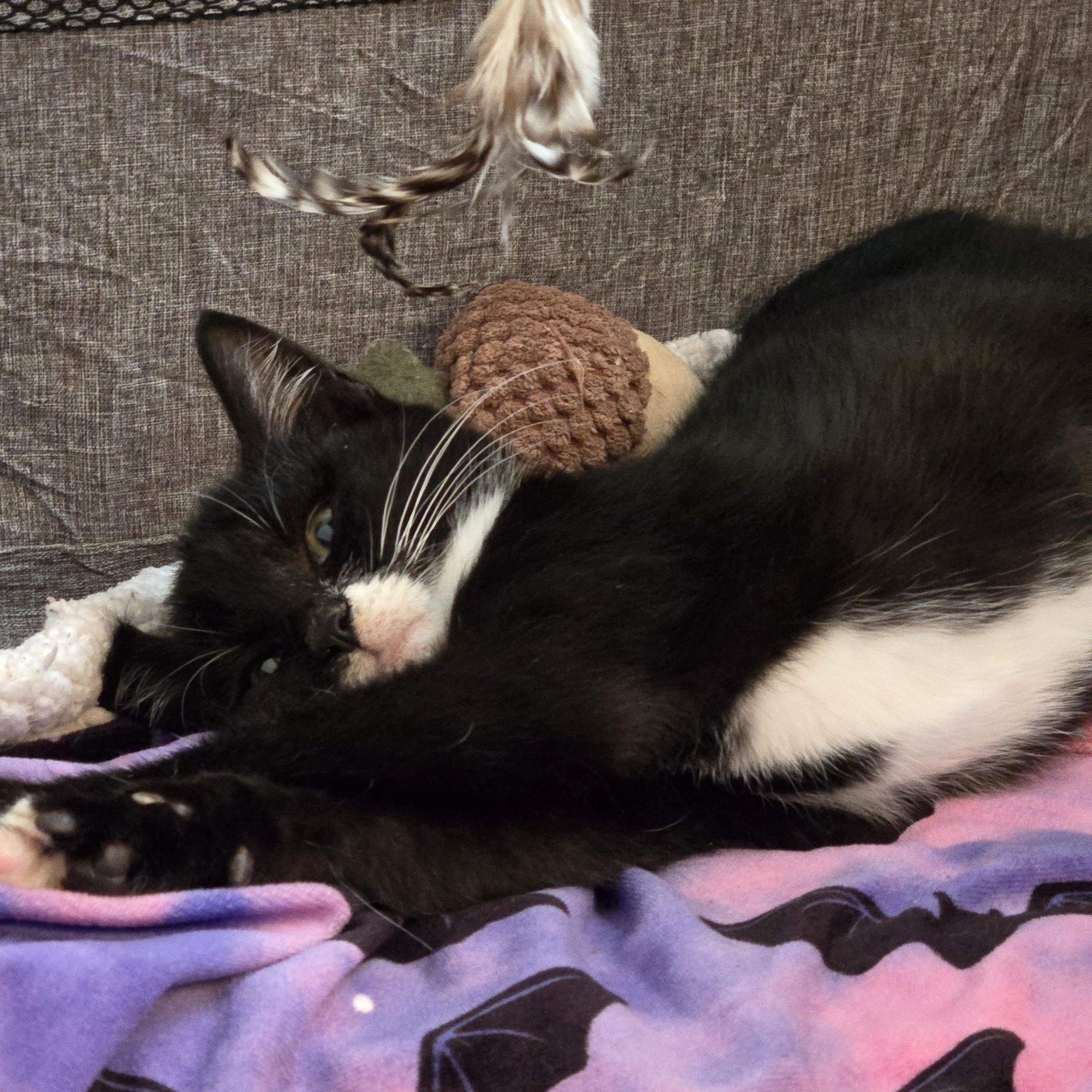 Poblano, a Adoptable mixed breed in Hyattsville, MD image 4/6