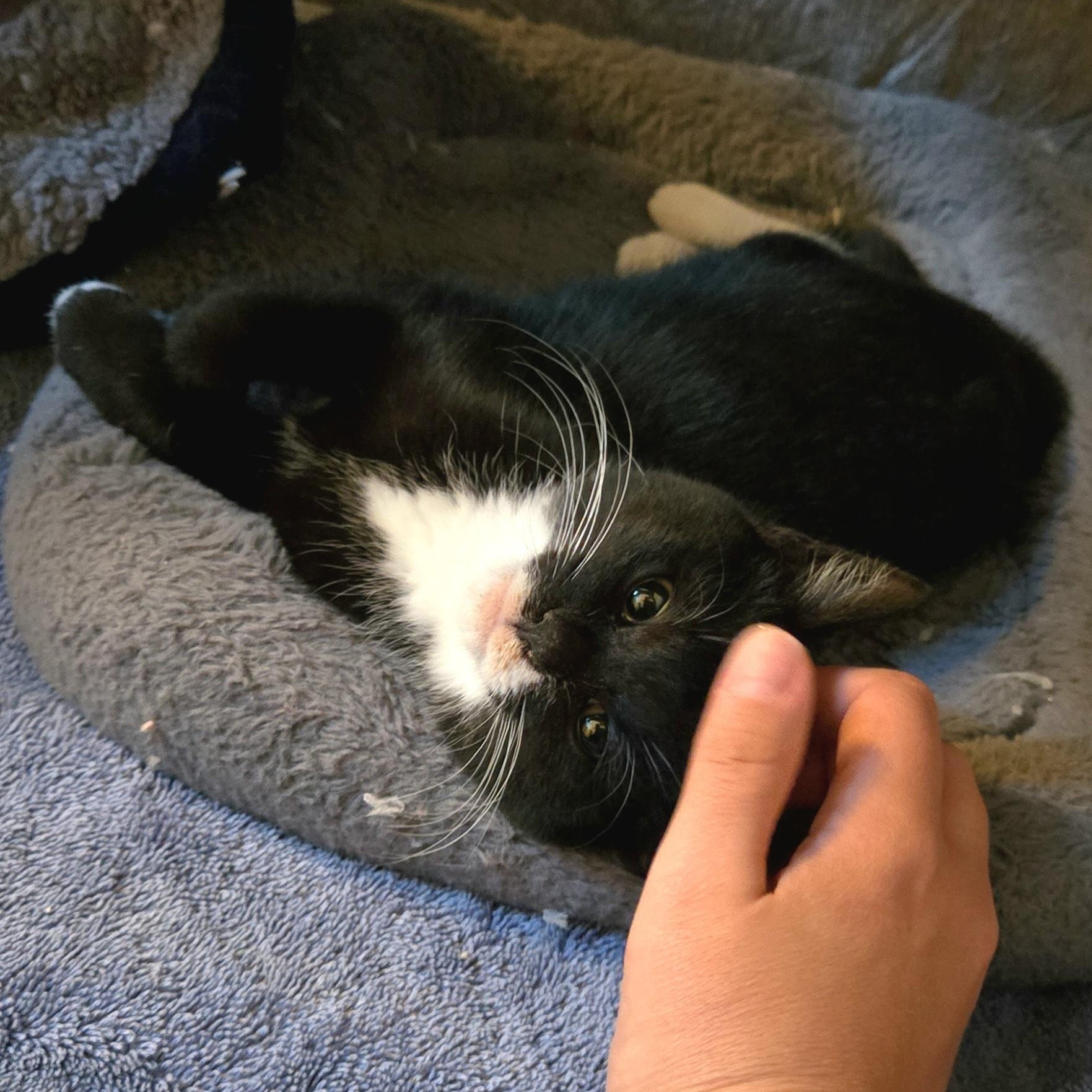 Poblano, Adoptable, Kitten Female Tuxedo & Domestic Short Hair.