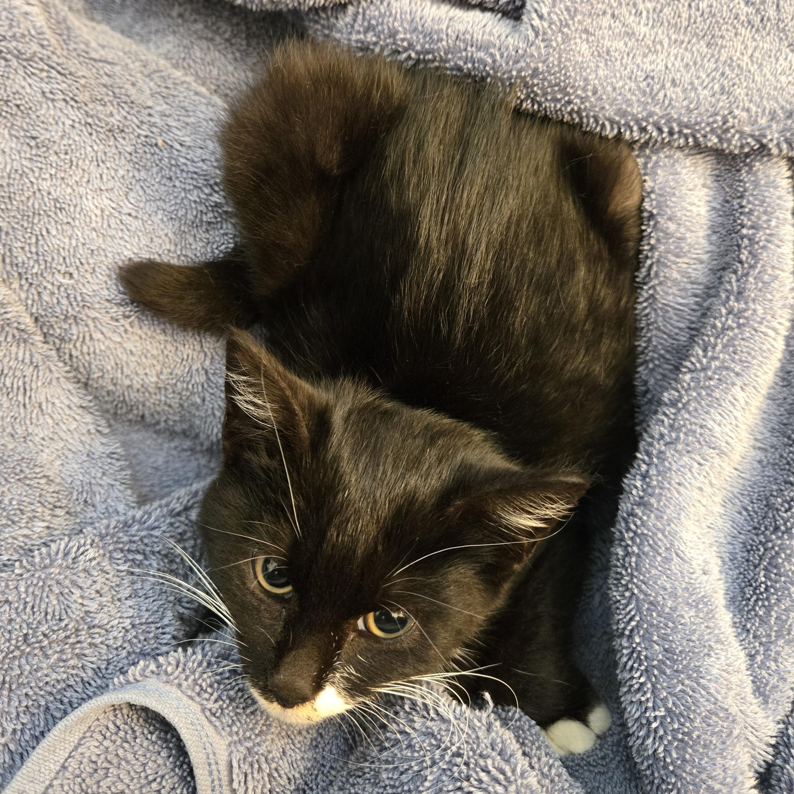 Poblano, a Adoptable mixed breed in Hyattsville, MD image 5/6