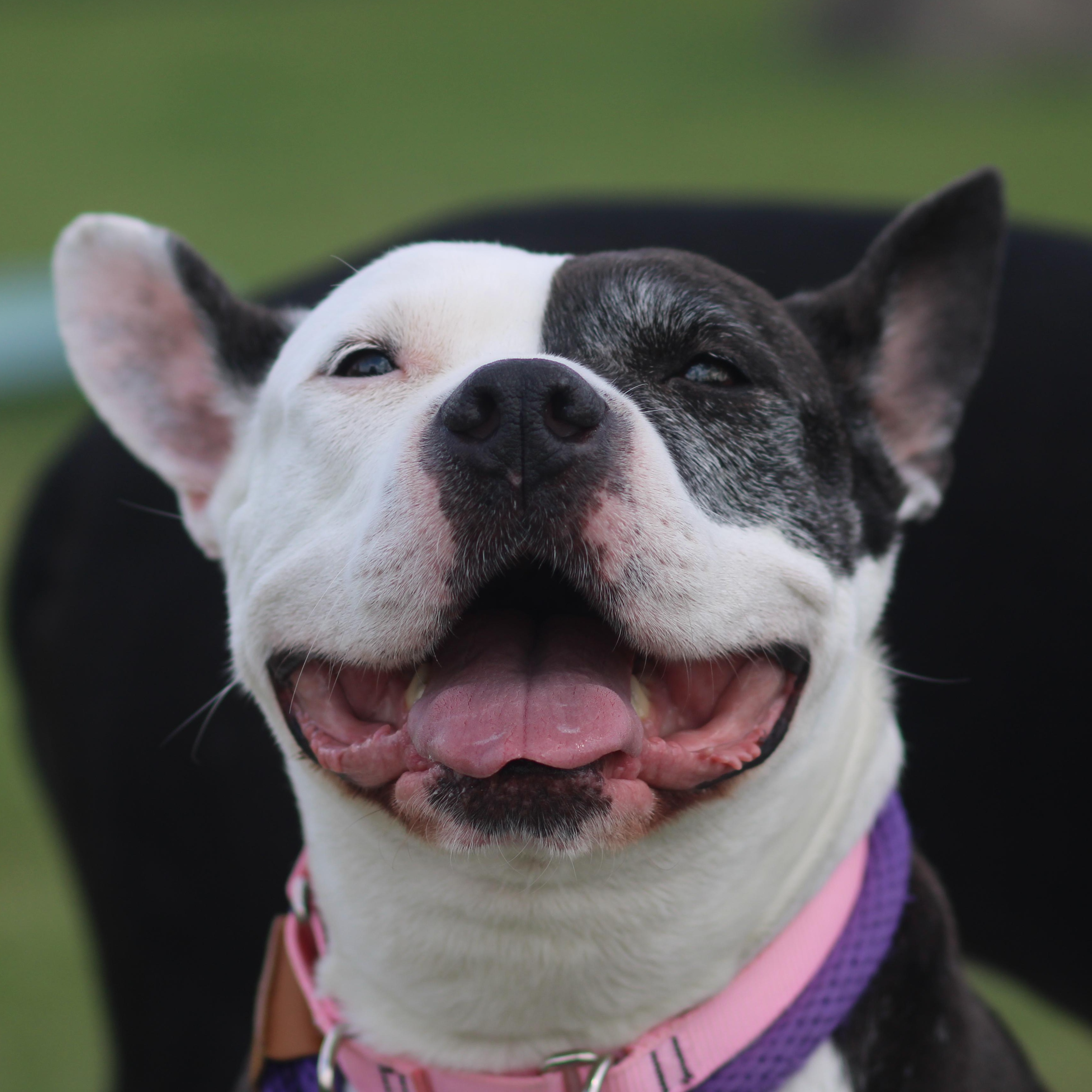 Enlarge Nadia , an adopted Mixed Breed in Cooperstown, NY image 2/4