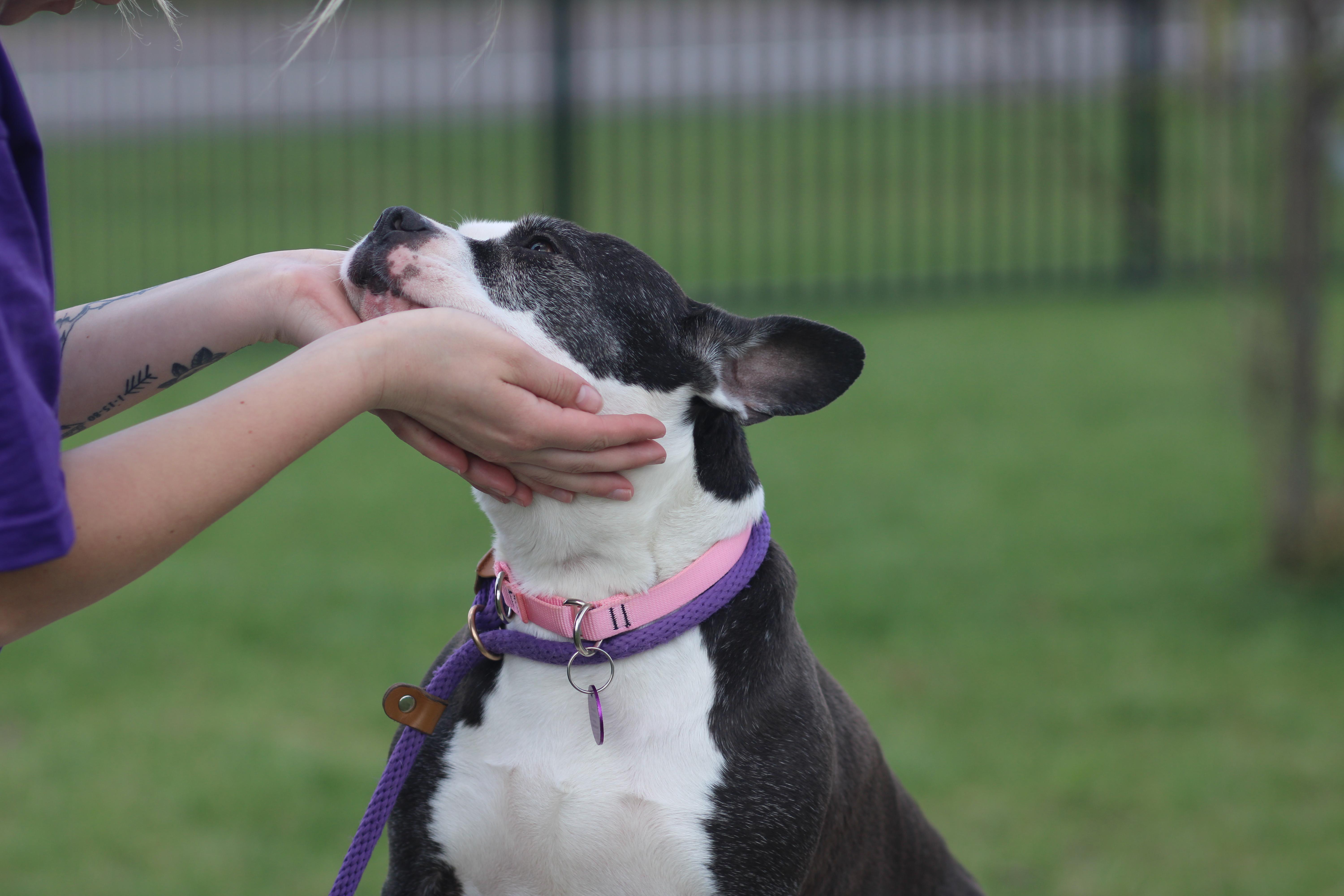 Enlarge Nadia , an adopted Mixed Breed in Cooperstown, NY image 4/4