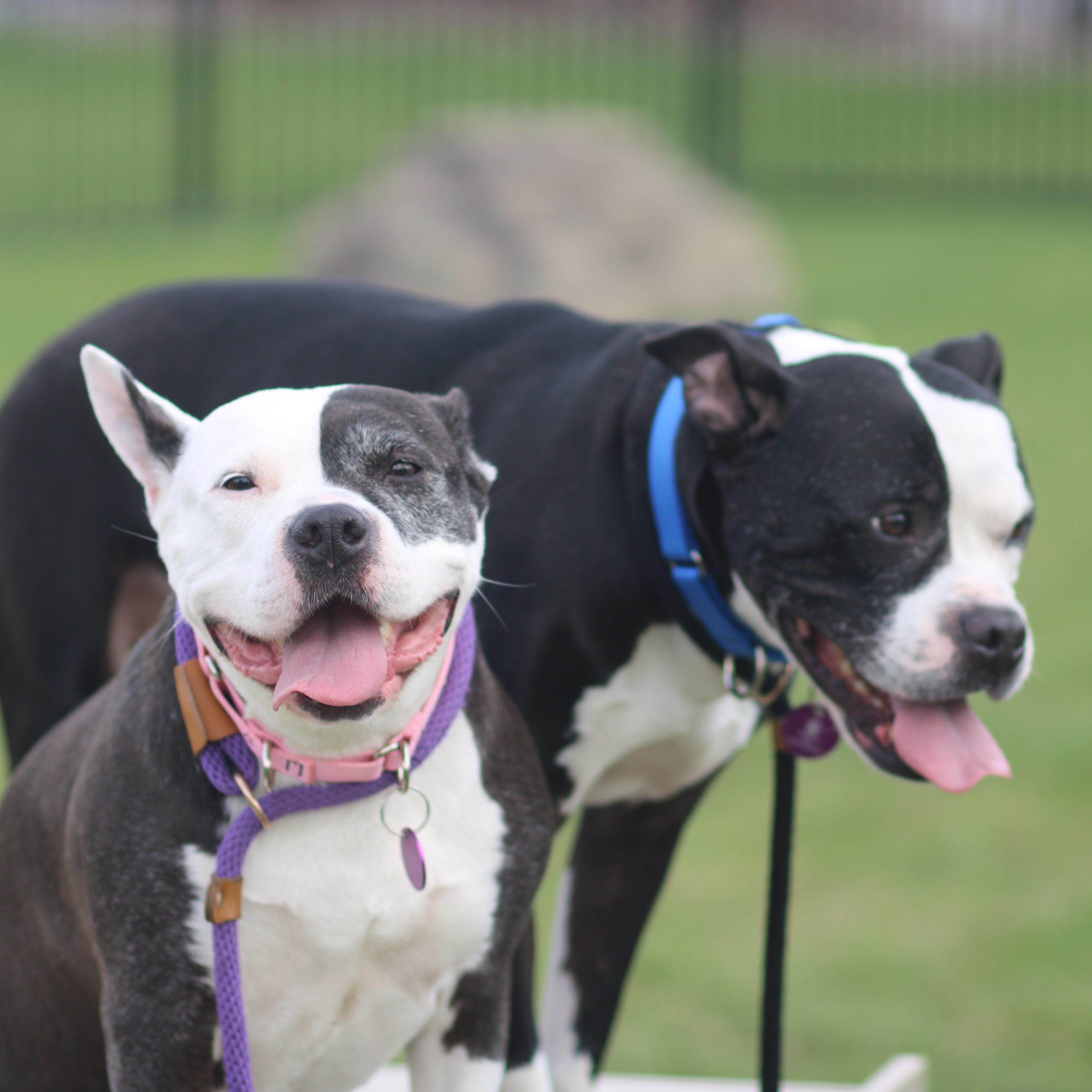 Enlarge Nadia , an adopted Mixed Breed in Cooperstown, NY image 3/4