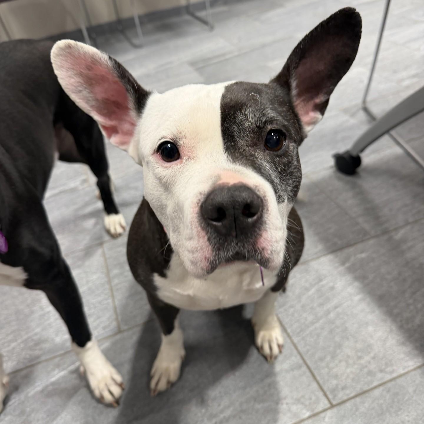 Nadia , adopted, Adult Female Mixed Breed.