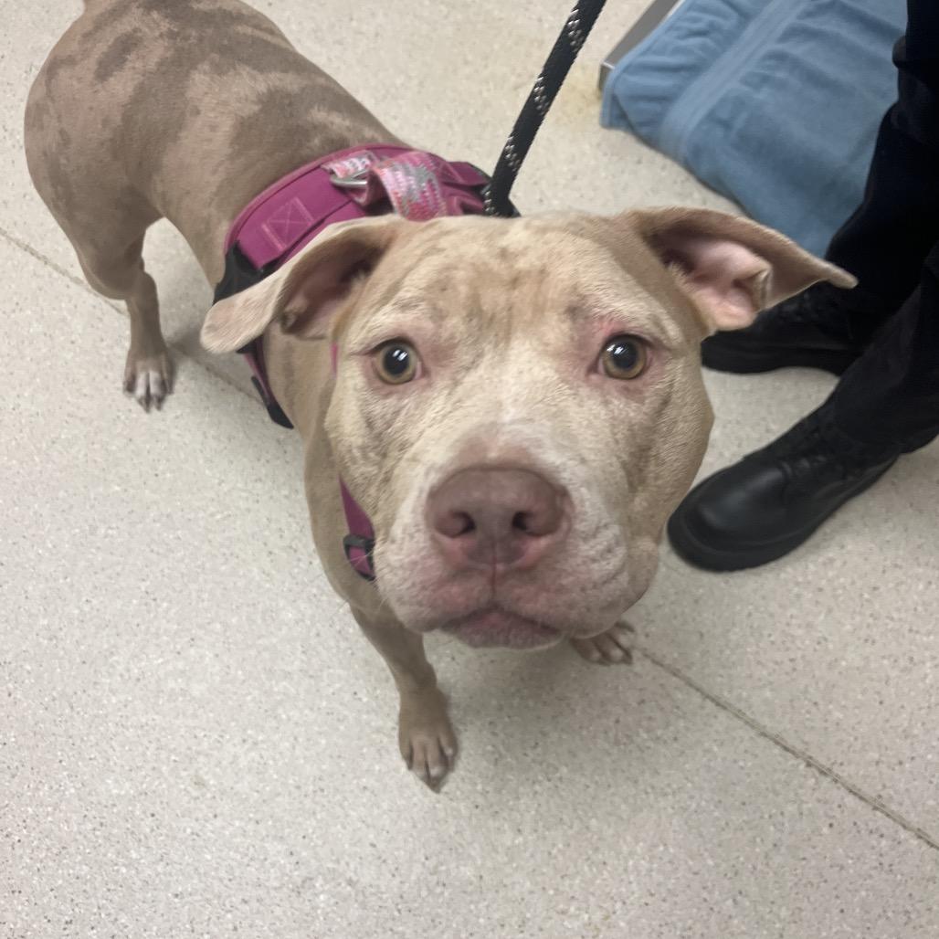 Enlarge Jersey, a Adoptable mixed breed in Murray, UT image 1/4