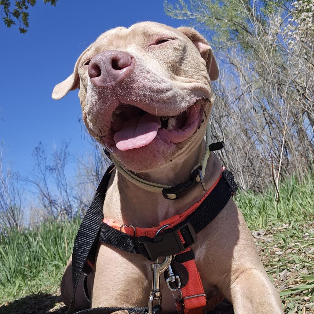 Enlarge Jersey, a Adoptable mixed breed in Murray, UT image 2/4