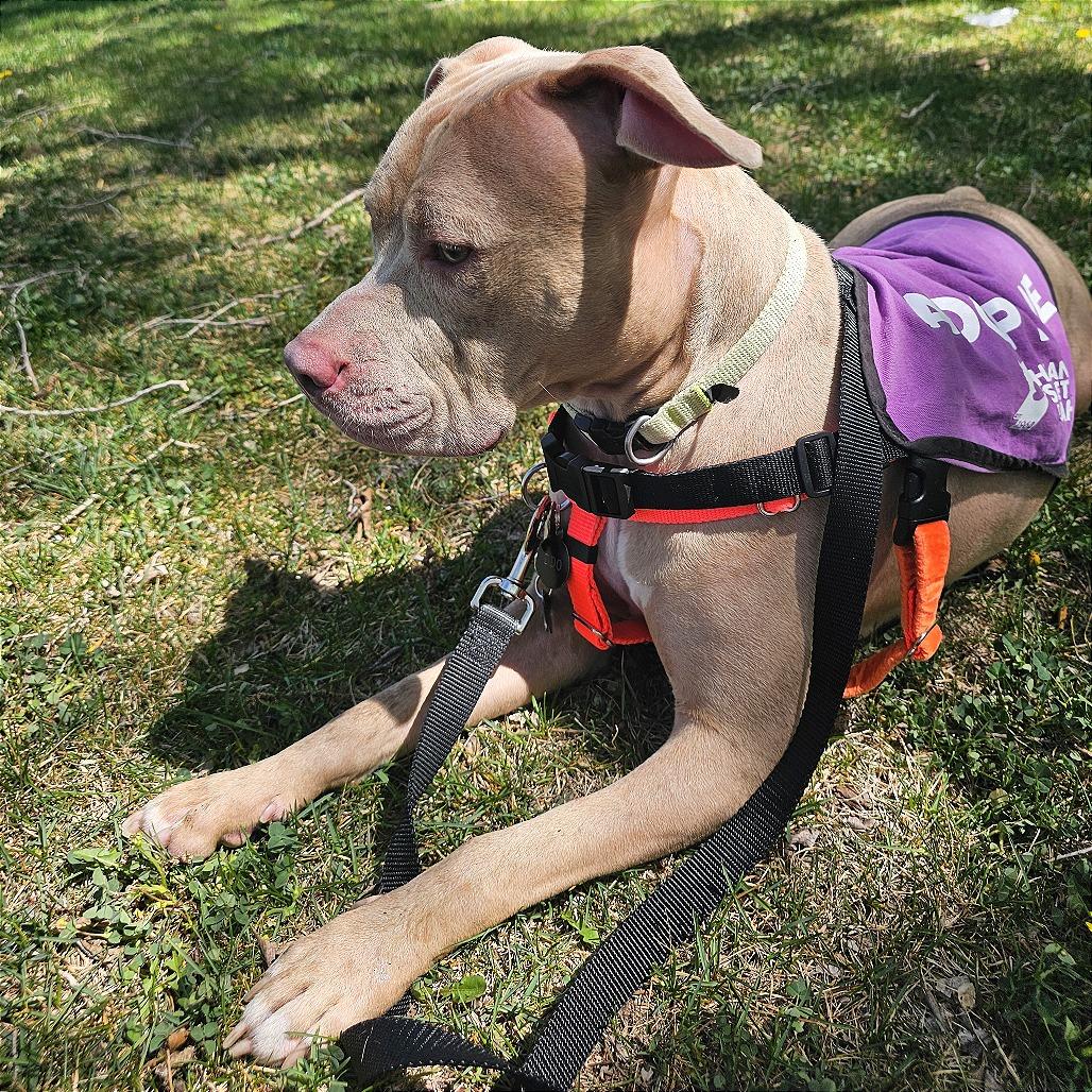 Enlarge Jersey, a Adoptable mixed breed in Murray, UT image 3/4