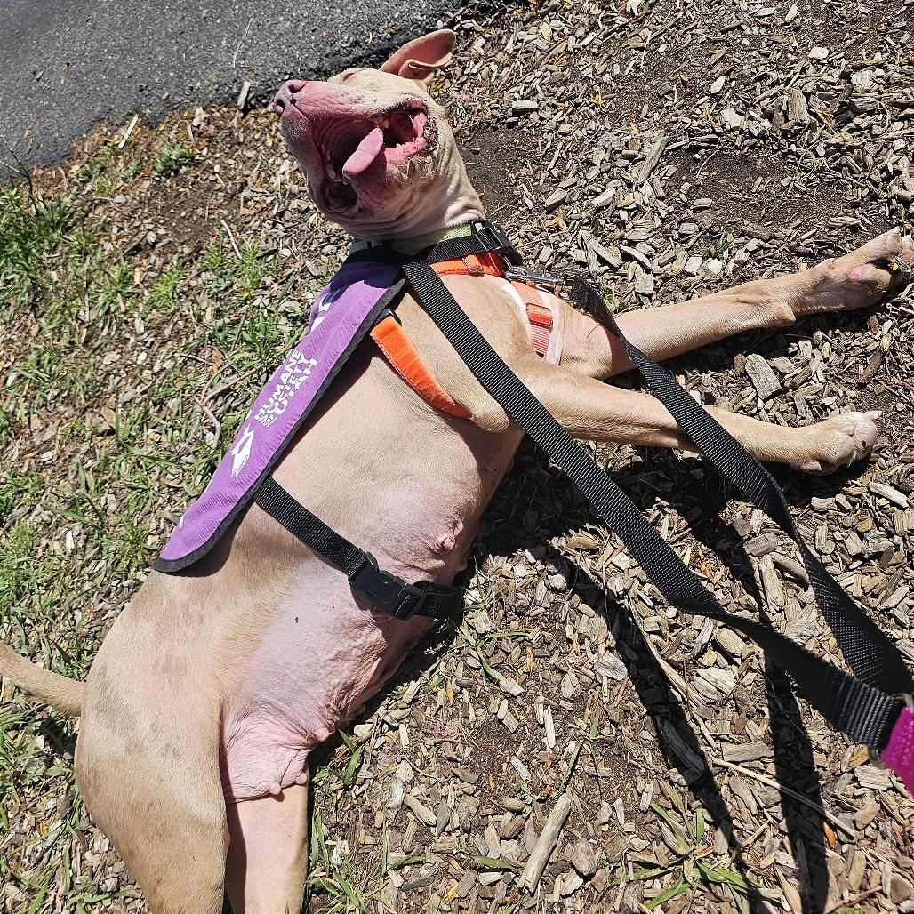 Enlarge Jersey, a Adoptable mixed breed in Murray, UT image 4/4