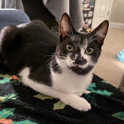 Bacardi, Adoptable, Kitten Female Domestic Short Hair.