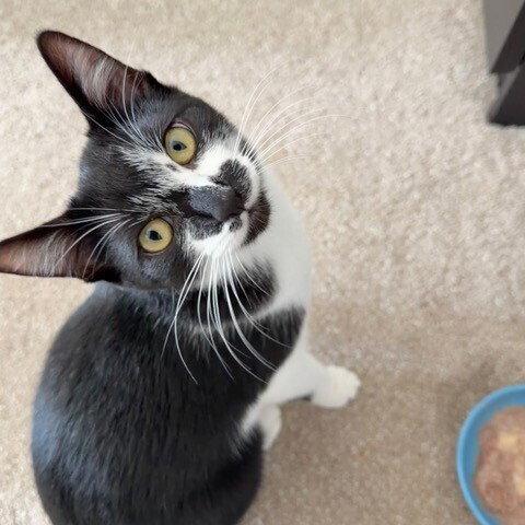 Enlarge Bacardi, a Adoptable Domestic Short Hair in Candler, NC image 2/3