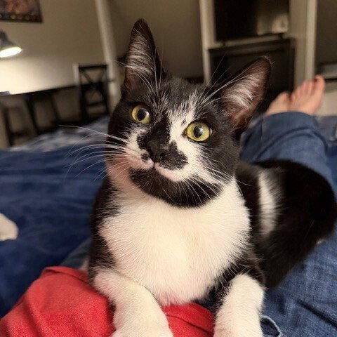 Enlarge Bacardi, a Adoptable Domestic Short Hair in Candler, NC image 3/3