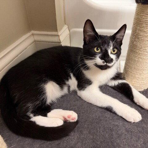 Bacardi, a Adoptable Domestic Short Hair in Candler, NC image 2/3