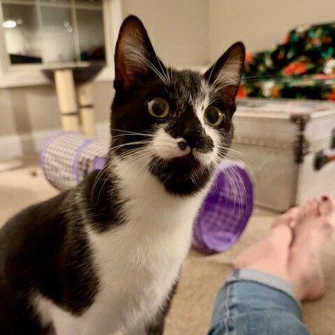 Bacardi, a Adoptable Domestic Short Hair in Candler, NC image 3/3