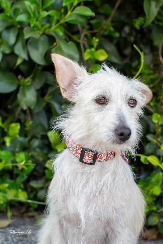 Enlarge Maple, a Adoptable mixed breed in Valley Village, CA image 1/6