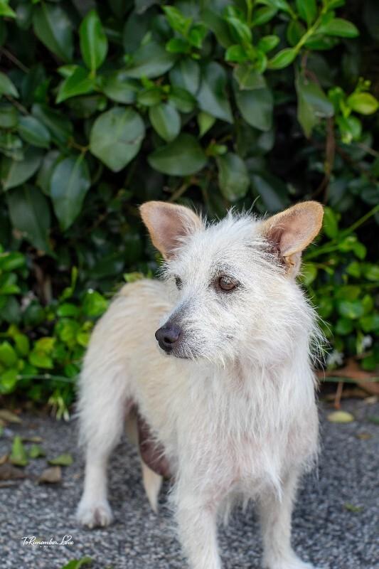 Enlarge Maple, a Adoptable mixed breed in Valley Village, CA image 2/6