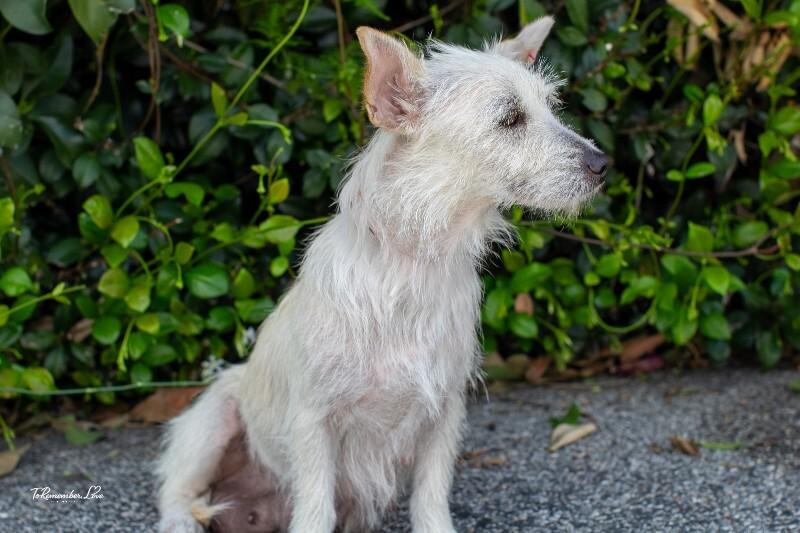 Enlarge Maple, a Adoptable mixed breed in Valley Village, CA image 3/6