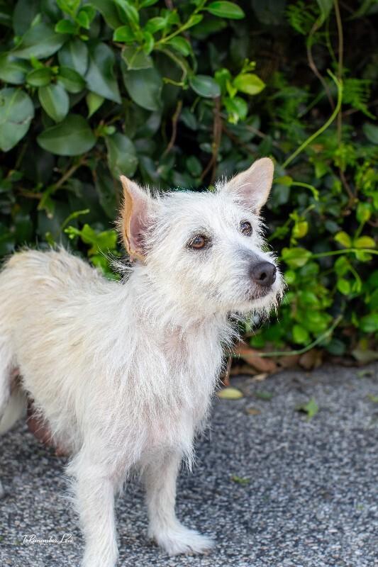 Enlarge Maple, a Adoptable mixed breed in Valley Village, CA image 4/6