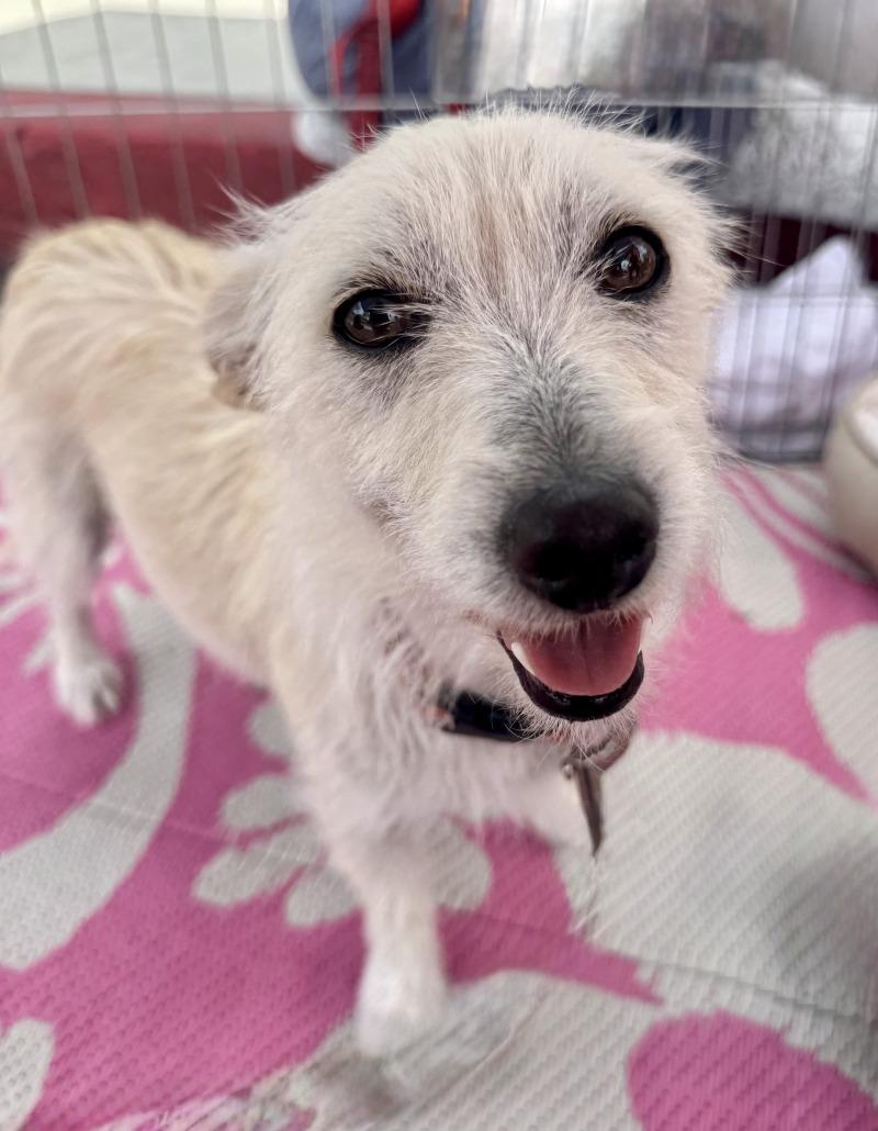 Enlarge Maple, a Adoptable mixed breed in Valley Village, CA image 5/6