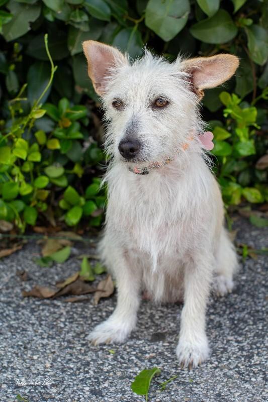 Enlarge Maple, a Adoptable mixed breed in Valley Village, CA image 5/6