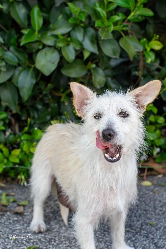Enlarge Maple, a Adoptable mixed breed in Valley Village, CA image 6/6