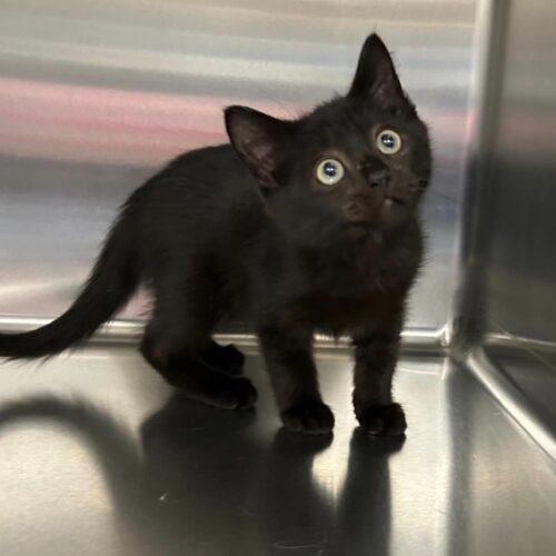 Mustang, Adoptable, Kitten Male Domestic Short Hair.