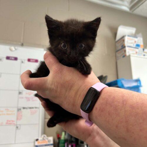Enlarge Mustang, a Adoptable Domestic Short Hair in Burlington, IA image 2/2