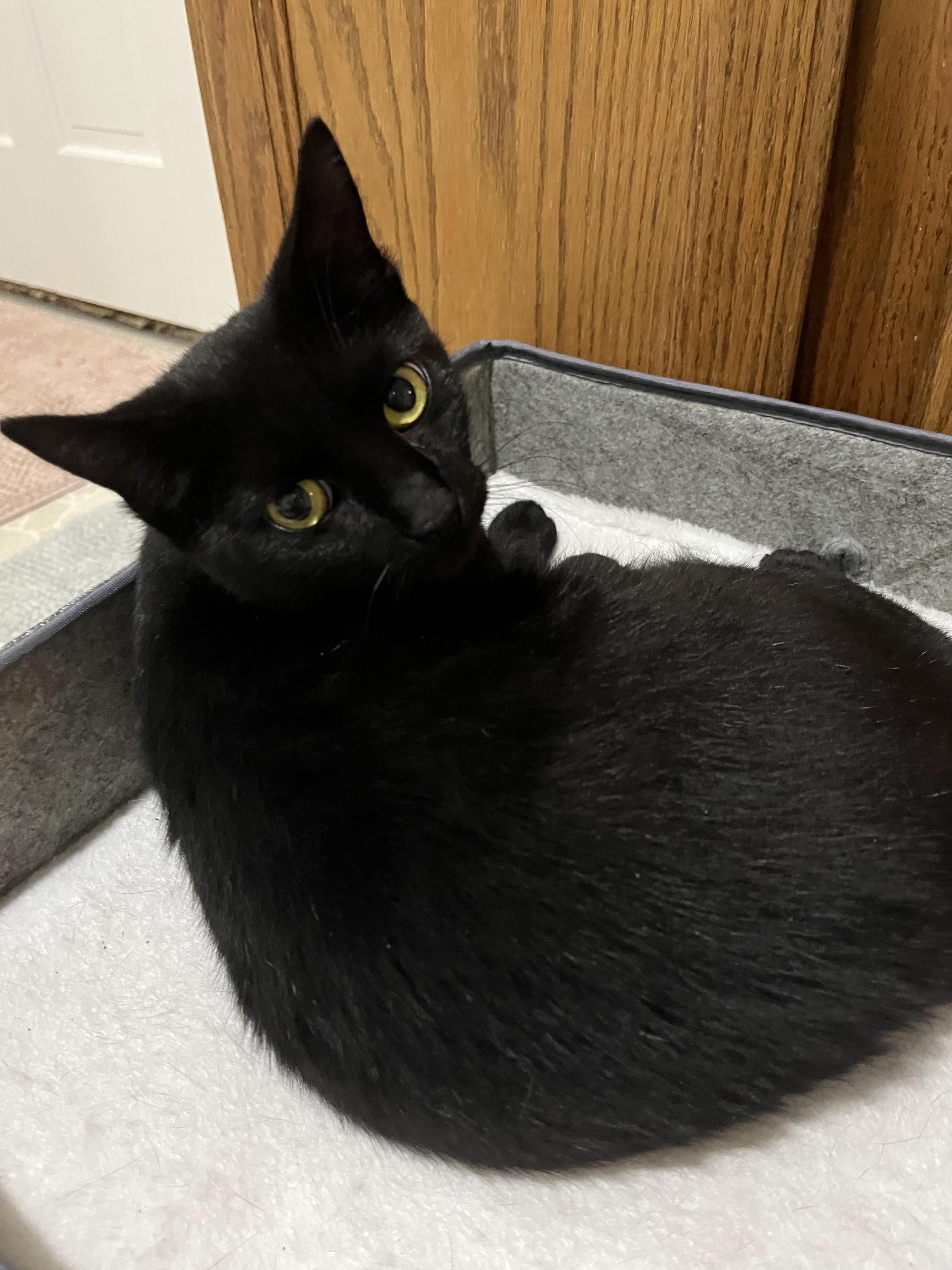Enlarge Astrid, a Adoptable Domestic Short Hair in Morganton, NC image 4/4