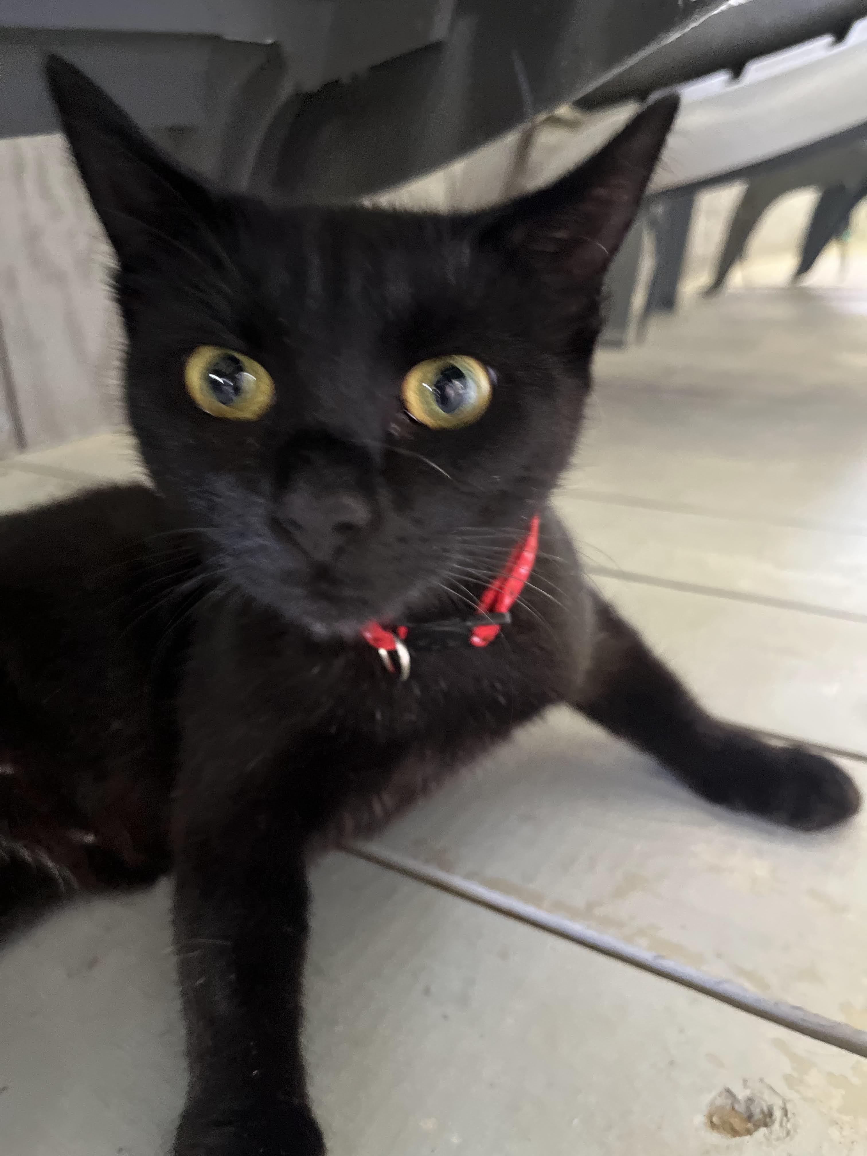 Enlarge Astrid, a Adoptable Domestic Short Hair in Morganton, NC image 2/4