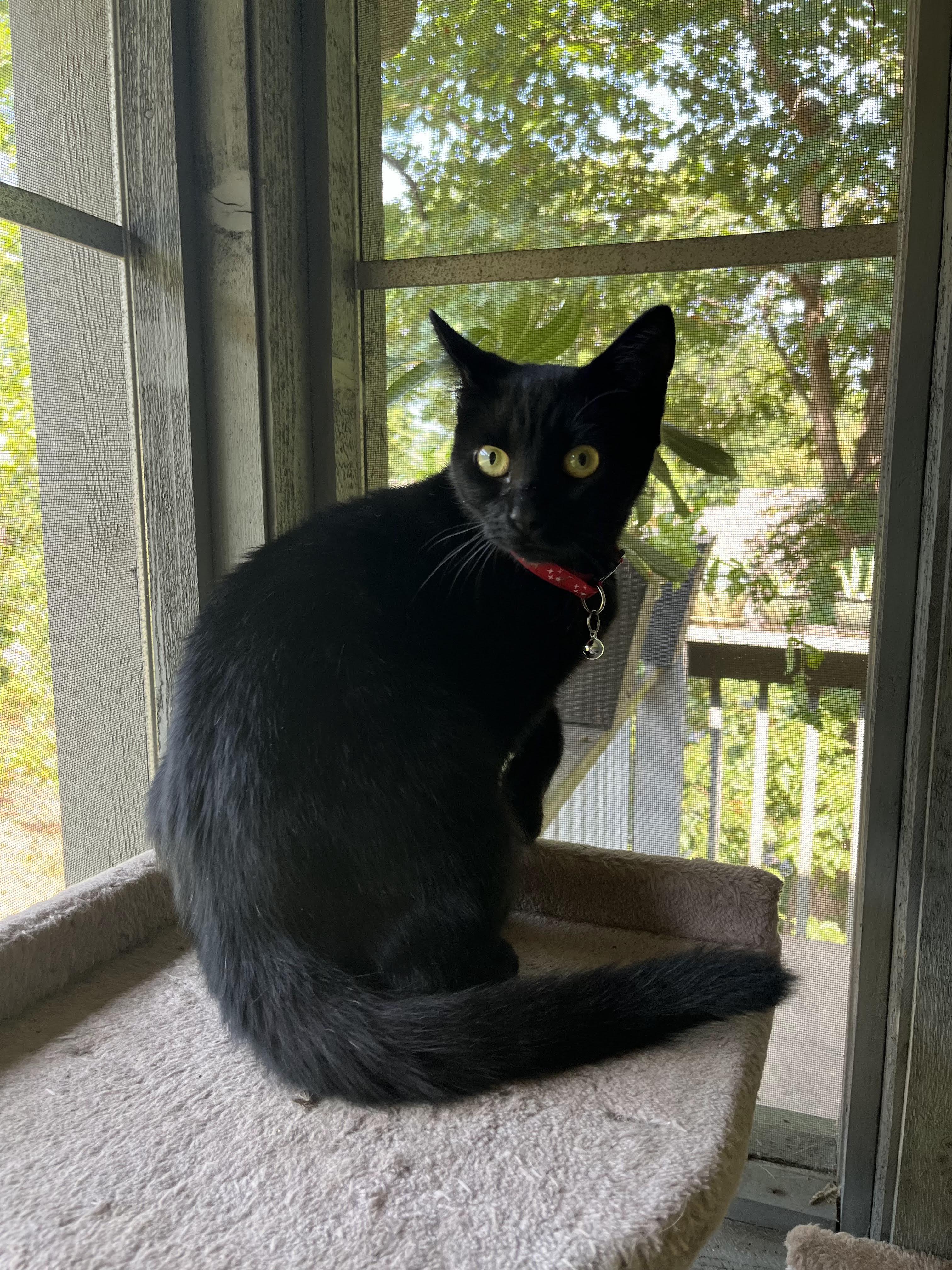 Enlarge Astrid, a Adoptable Domestic Short Hair in Morganton, NC image 3/4