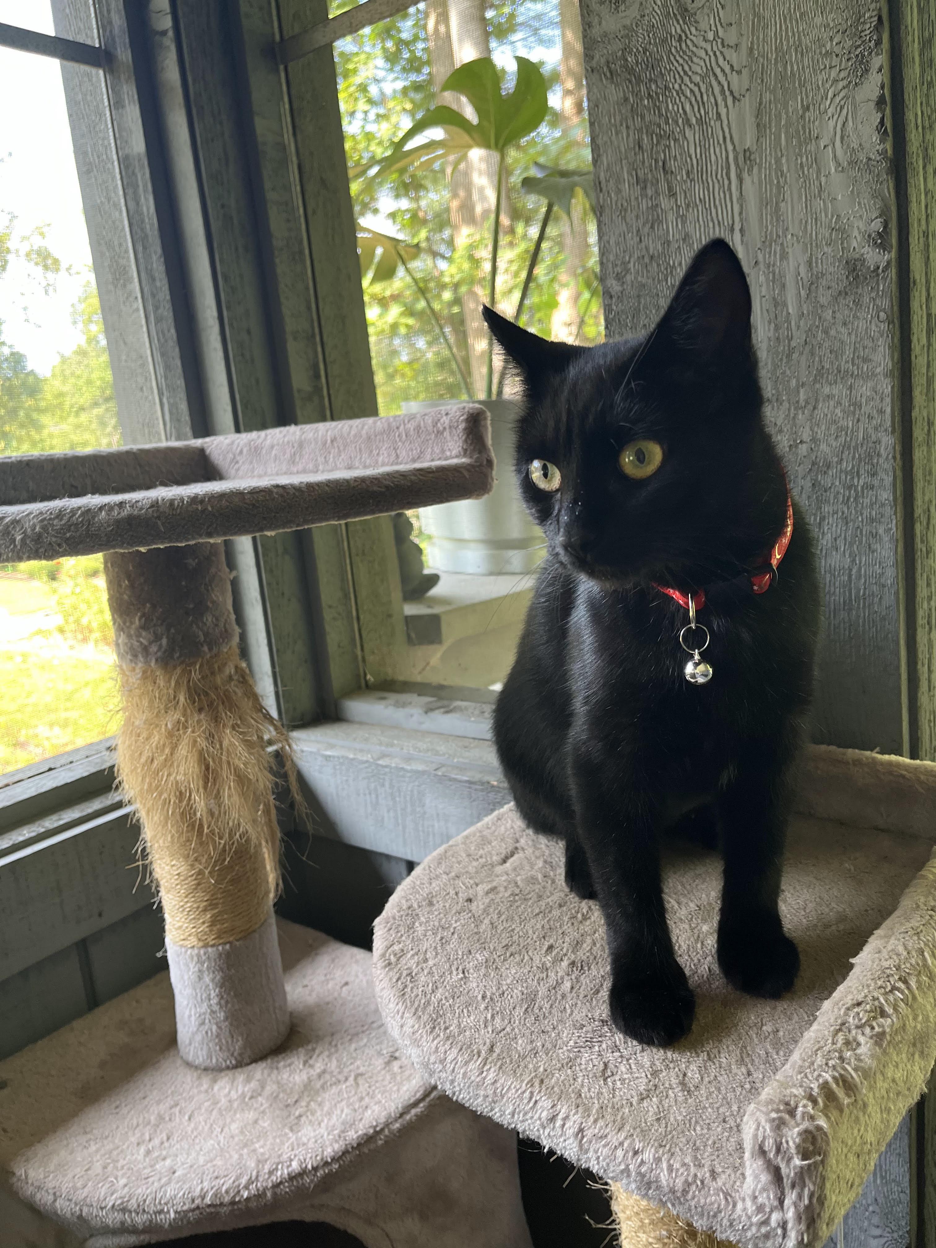 Astrid, Adoptable, Adult Female Domestic Short Hair.