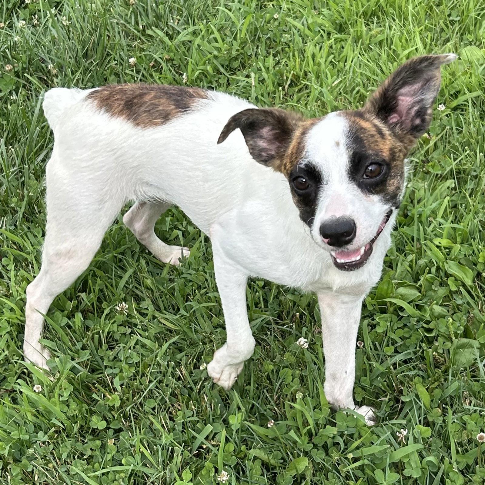 Jianna, Adoptable, Young Female Boston Terrier & Jack Russell Terrier.