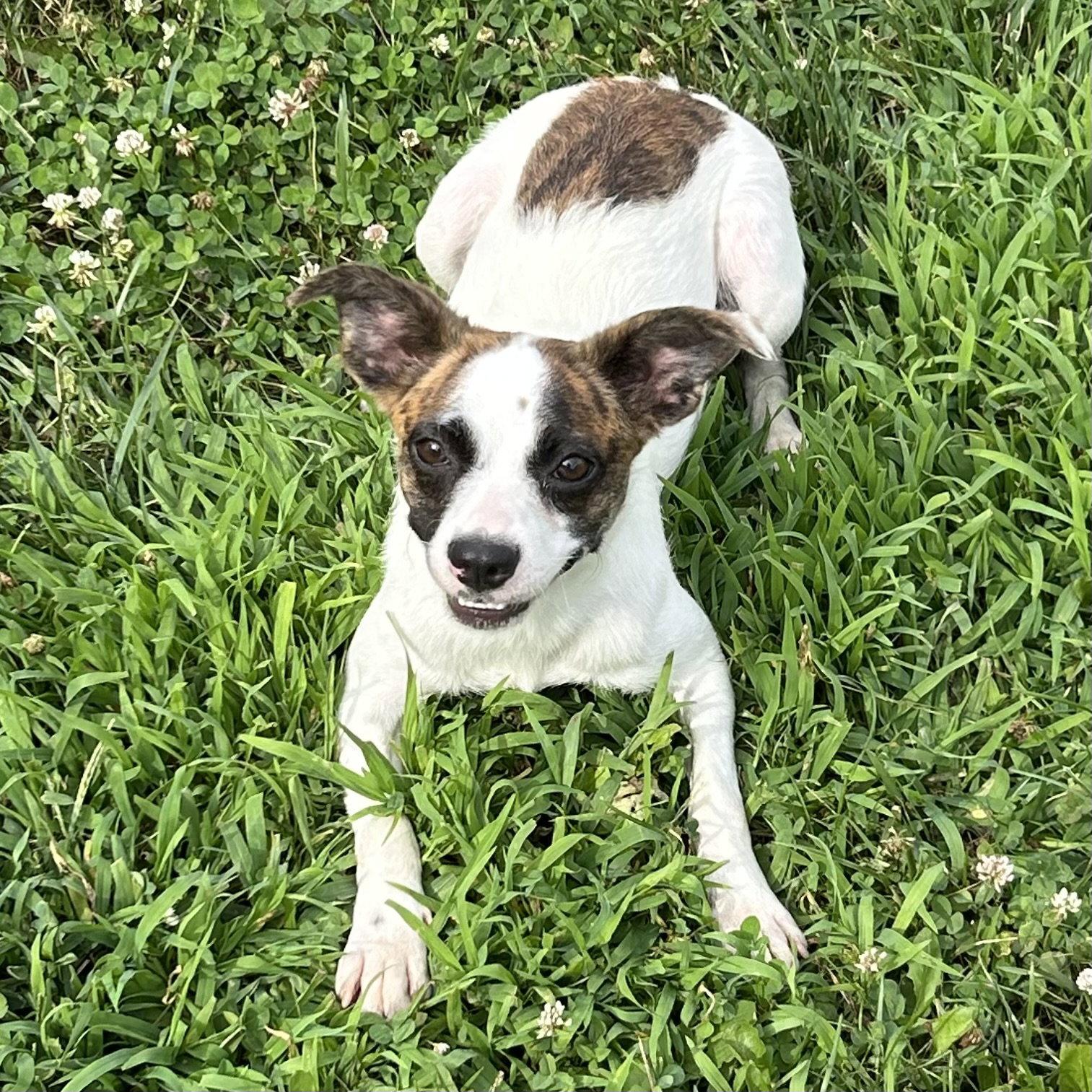 Jianna, a Adoptable mixed breed in Norwood, OH image 2/3