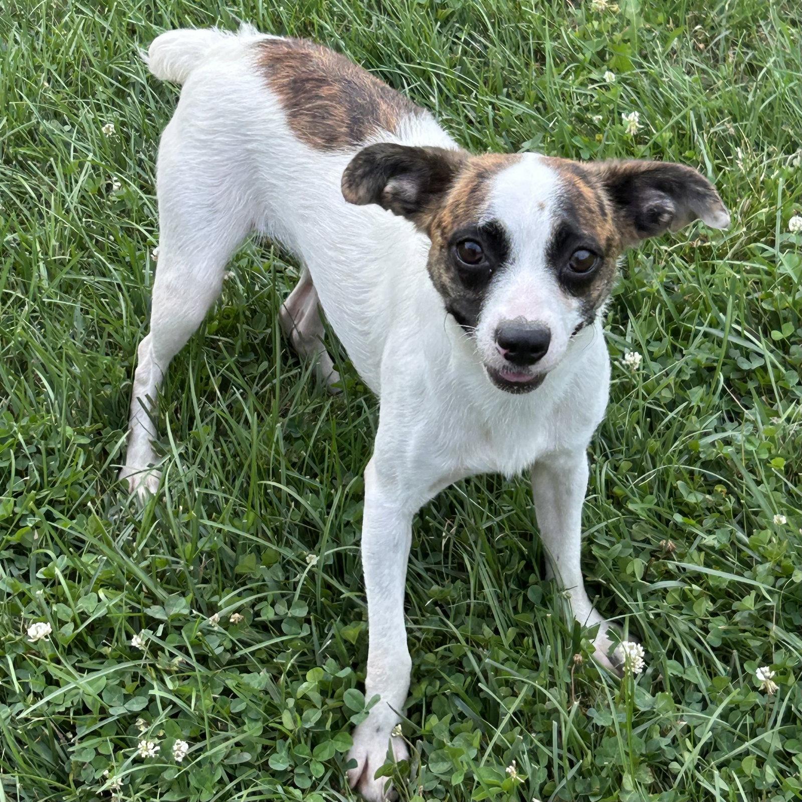 Jianna, a Adoptable mixed breed in Norwood, OH image 3/3