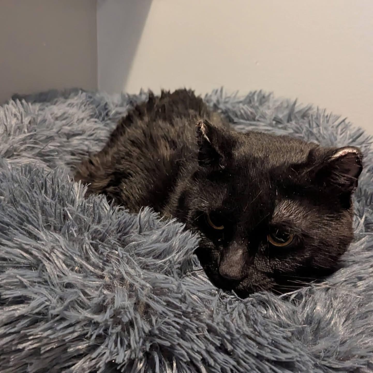 Enlarge BRANDON, a ADOPTABLE Domestic Short Hair in Schnecksville, PA image 3/4