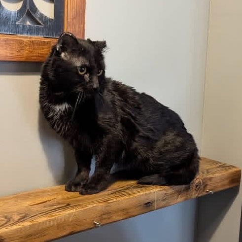 Enlarge BRANDON, a ADOPTABLE Domestic Short Hair in Schnecksville, PA image 4/4