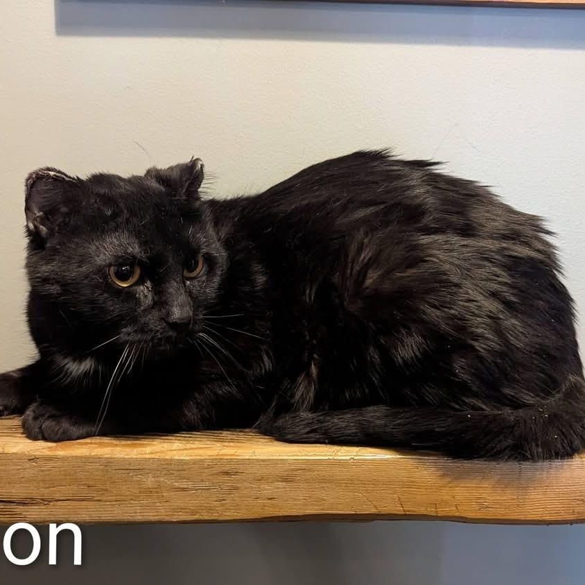 BRANDON, ADOPTABLE, Young Male Domestic Short Hair.