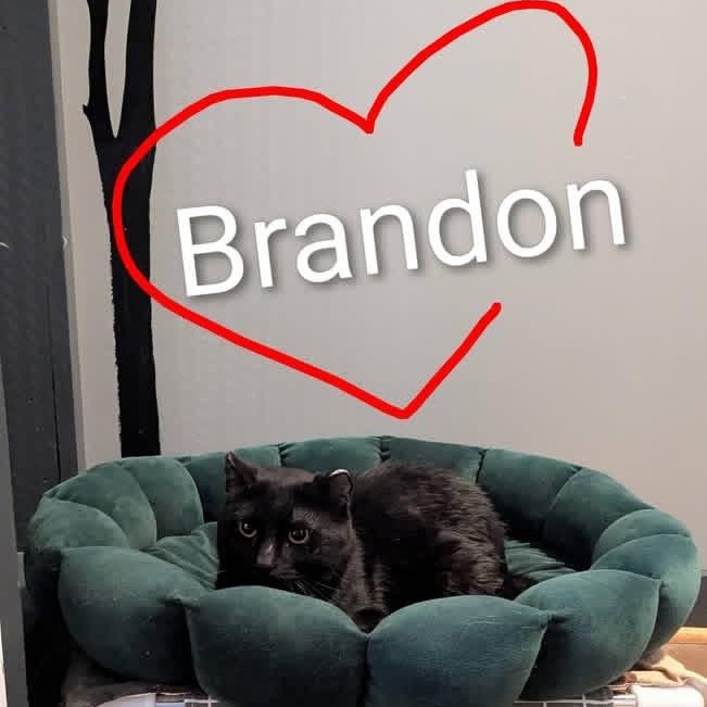 Enlarge BRANDON, a ADOPTABLE Domestic Short Hair in Schnecksville, PA image 2/4